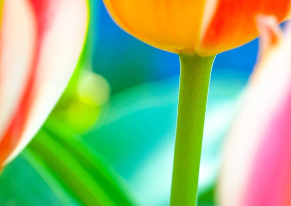 Tulipa BL0030