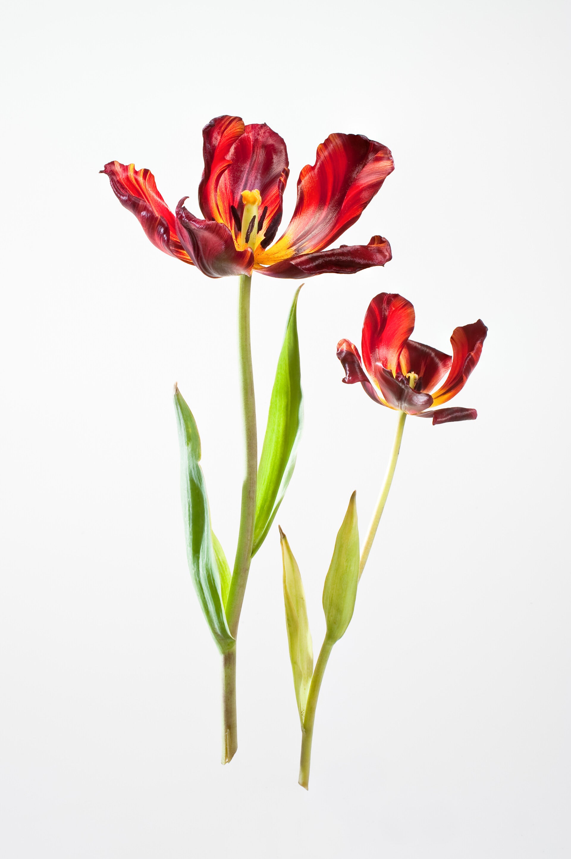 Tulipa Broken Cayenne BL0002