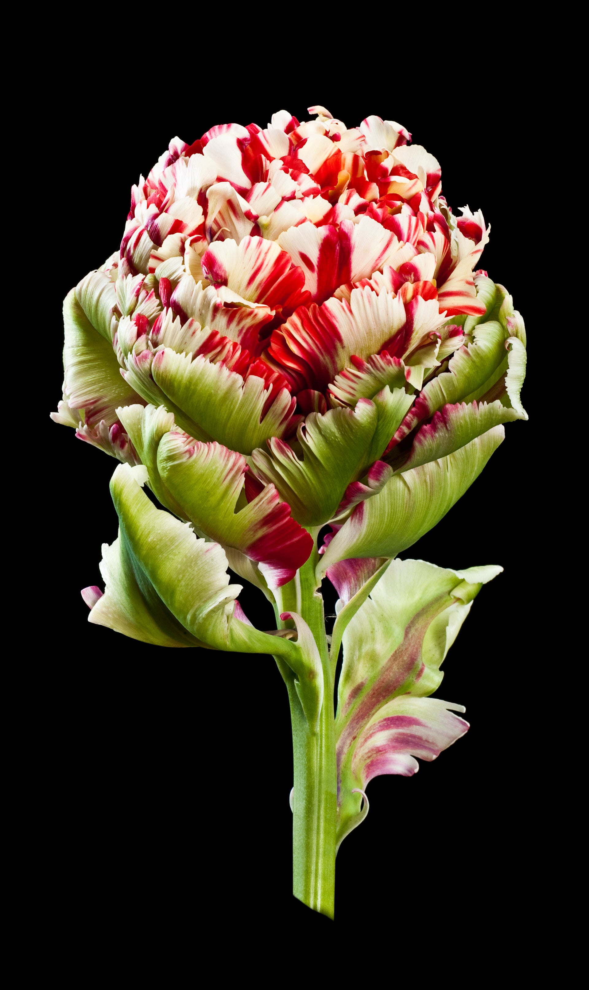 tulipa-double-flaming-bird-2-standard-oxw6js.jpg