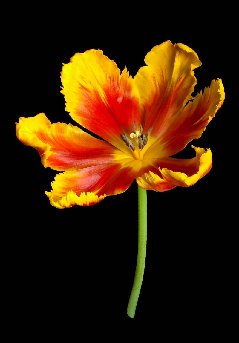 tulipa-flaming-parrot-standard.jpg