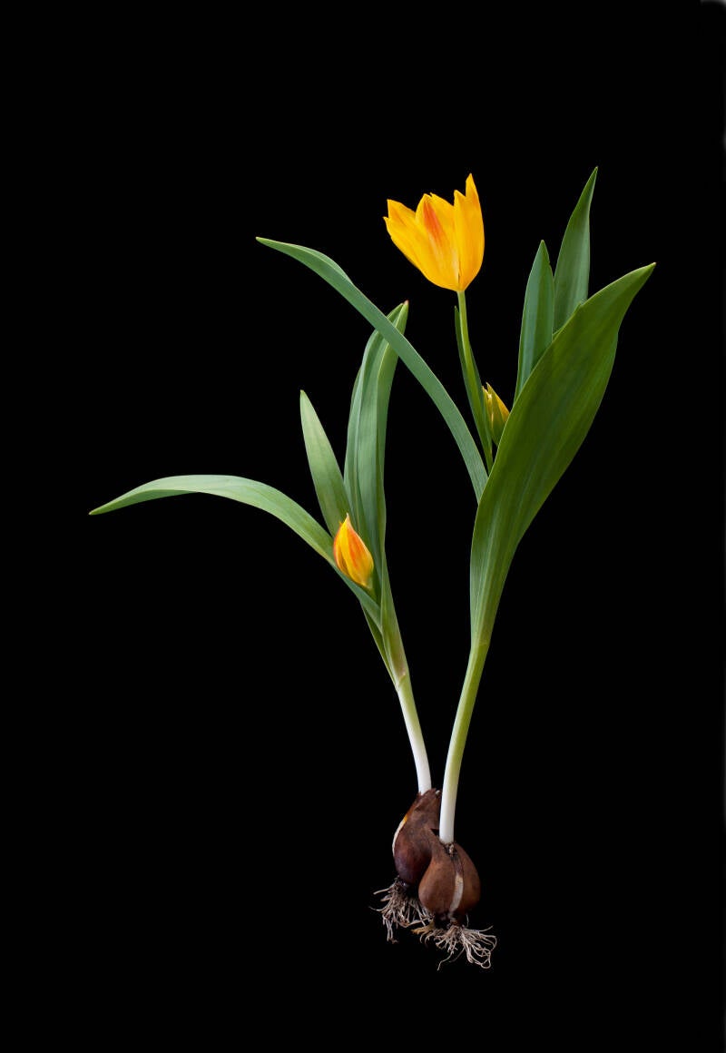tulipa-heweri-standard-410dy6.jpg