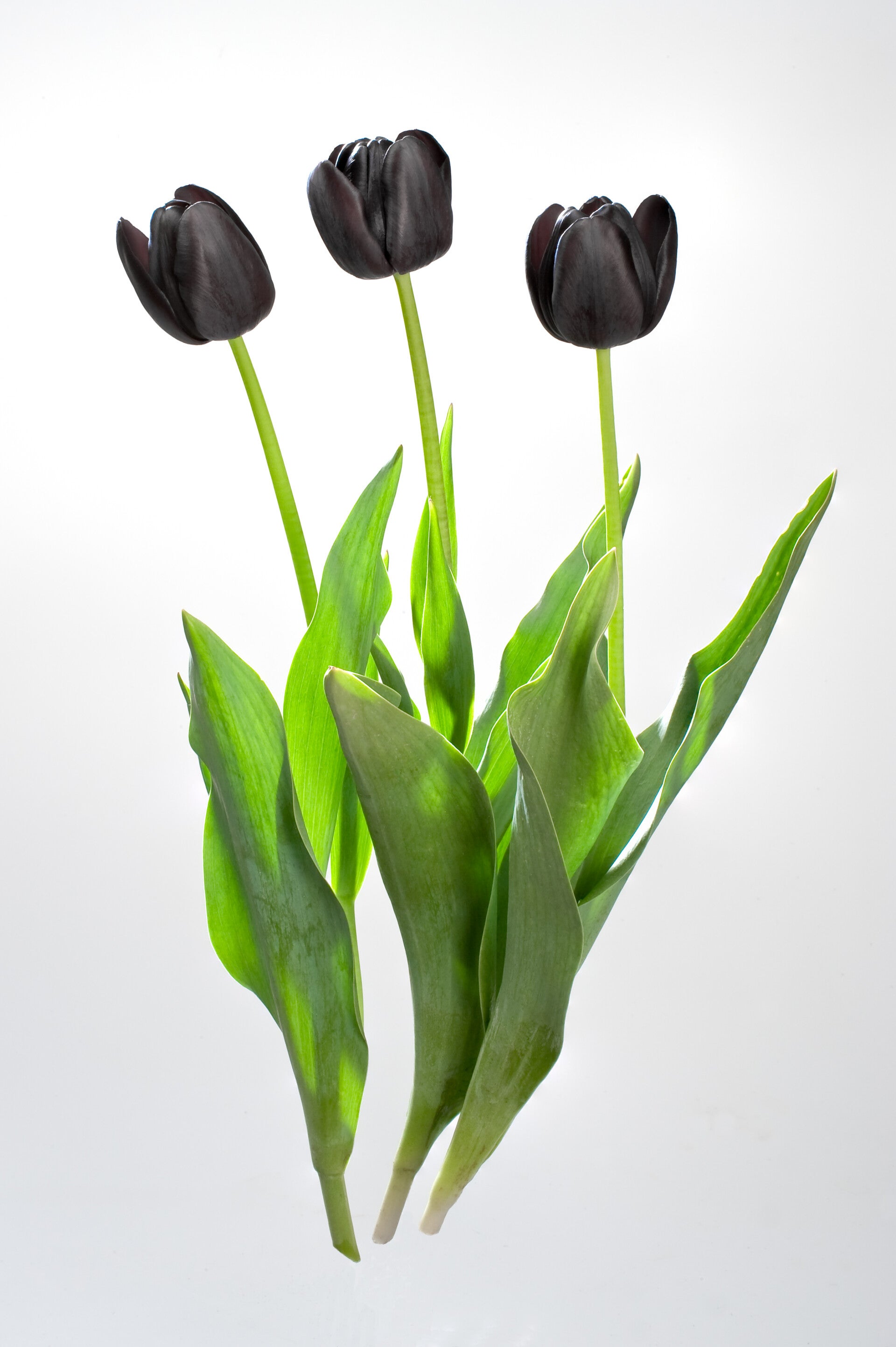 tulipa-queen-of-night-standard-jd7ihp.jpg