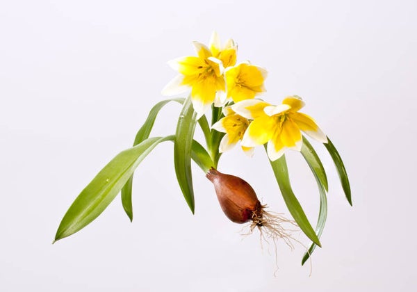 plant
