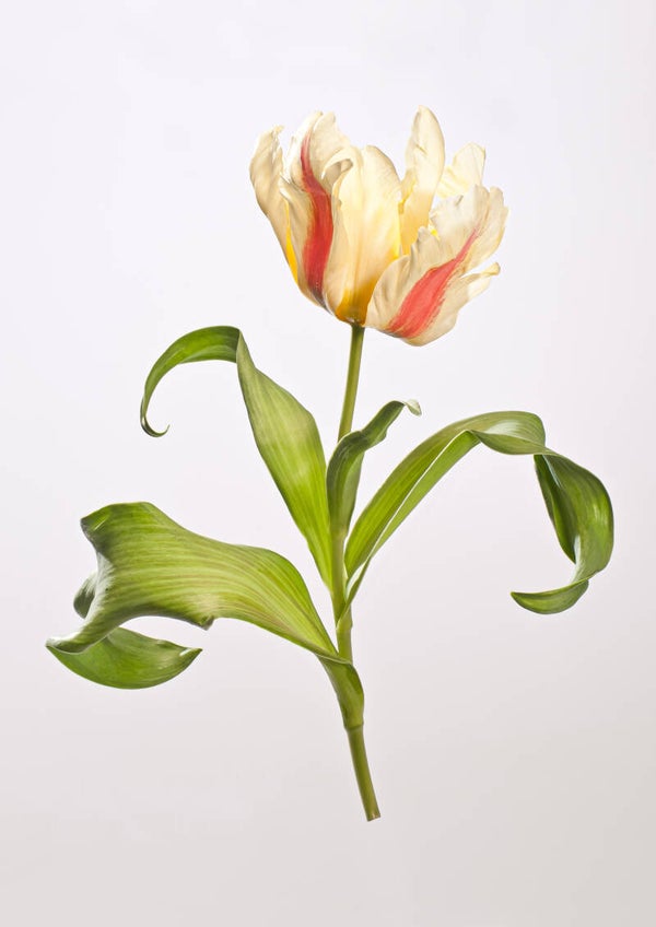 Tulipa Zampa Parrot