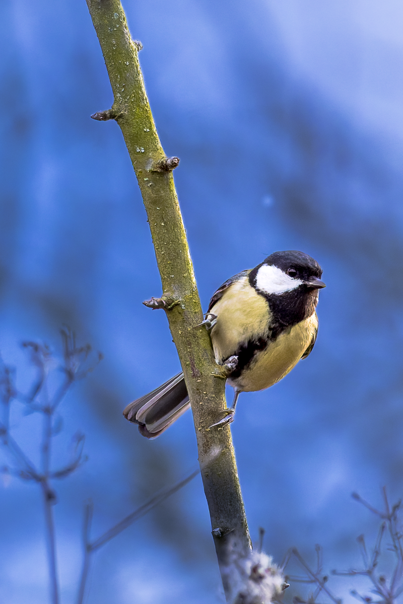birds-15022026-10-standard-c3x7wv.png
