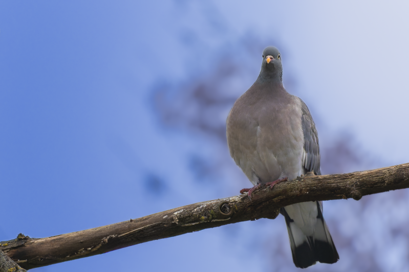 dove-01022026-2-standard.png