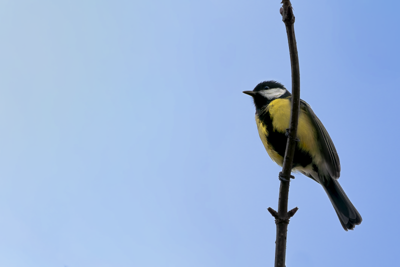 tit-31012026-5-standard-wgel4w.png