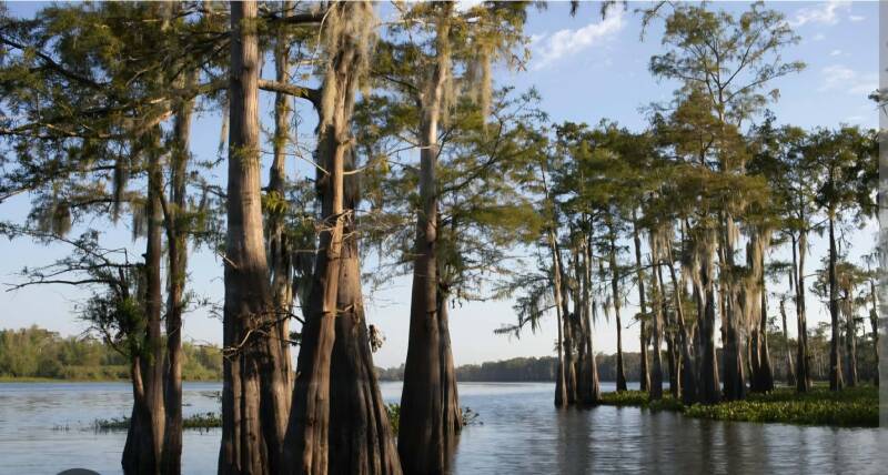 Spanish moss draped cypress trees standing in the still water of the Atchafalaya Basin