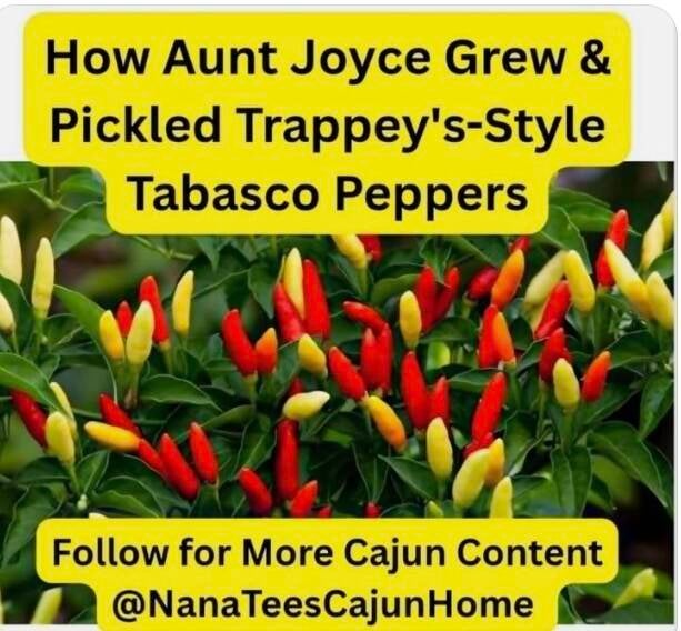 Fresh red Tabasco peppers growing upright on green plant. Just like Aunt Joyce's Vacherie, Louisiana garden for homemade pickled peppers and pepper vinegar.