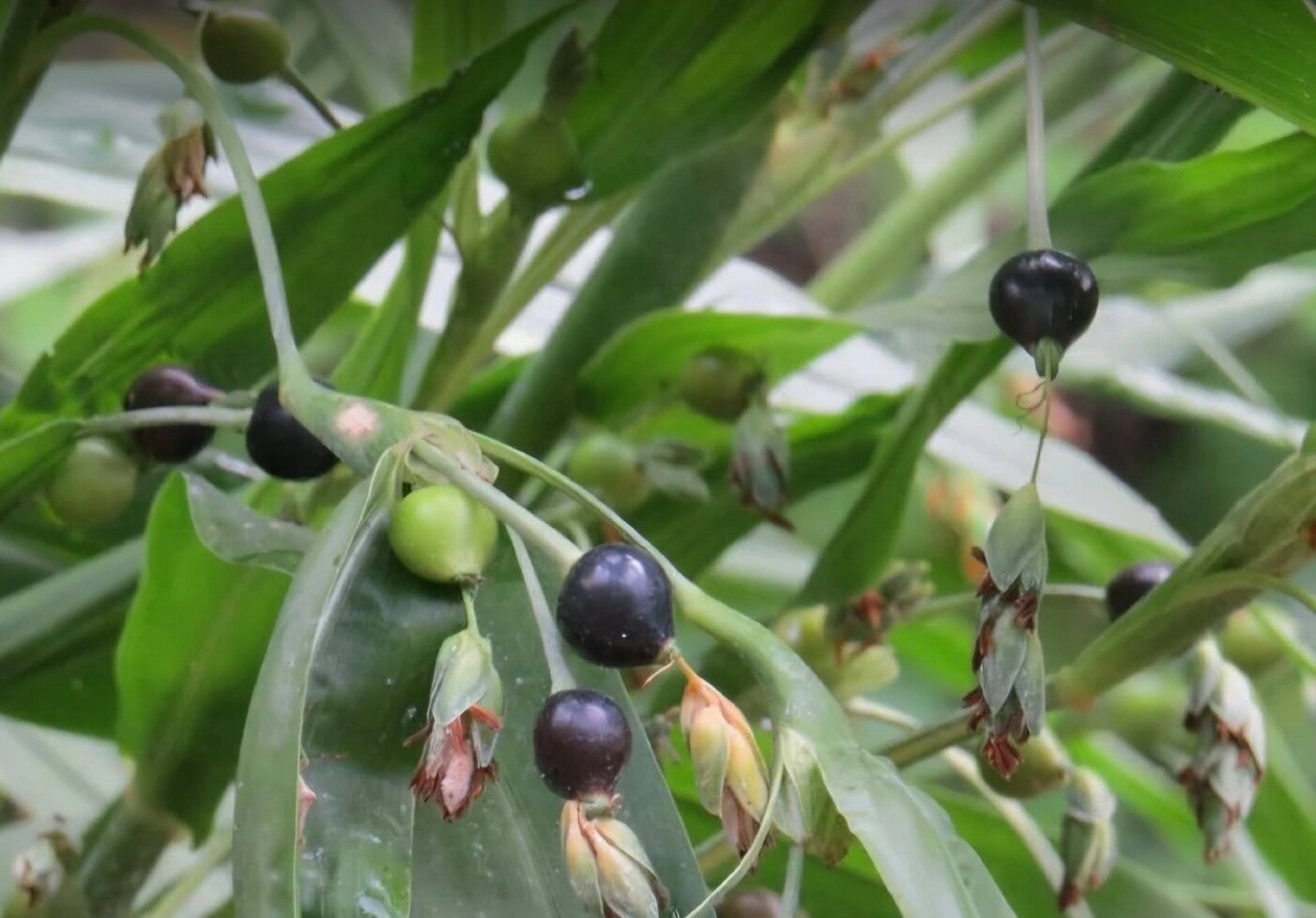 Job's Tears plant, Coix lacryma-jobi, growing with shiny black, green, and yellow tear-shaped beads on the stem. The beads have natural holes for rosaries.