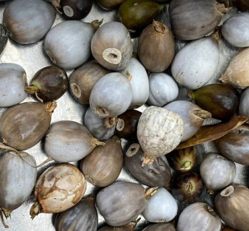Harvested Job's Tears seeds in gray, brown, and white. Dull and matte before being polished by oils from prayer. Natural rosary beads with holes through center.