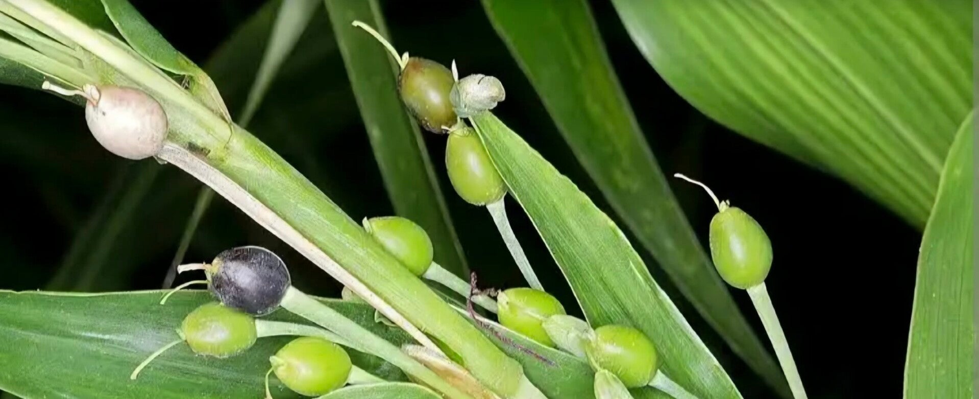 Close-up of Job's Tears rosary plant showing green unripe beads and dark ripe beads growing naturally on the stem, ready for harvesting to make prayer beads.