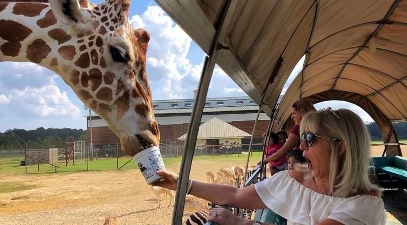 Woman feeding a giraffe from a safari wagon at Global Wildlife Center