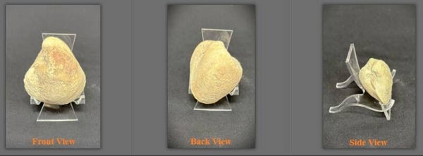 Fossil Clam 4
