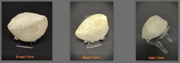 Fossil Clam 4