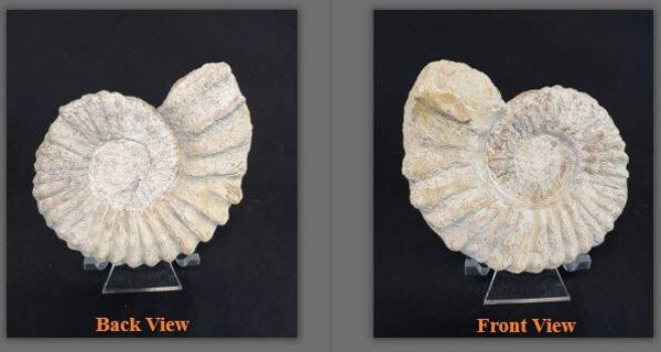 Texas Ammonite Mortoniceras 14