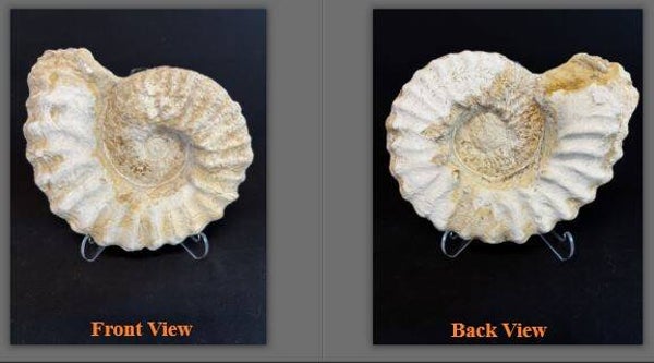 Texas Ammonite Mortoniceras 12