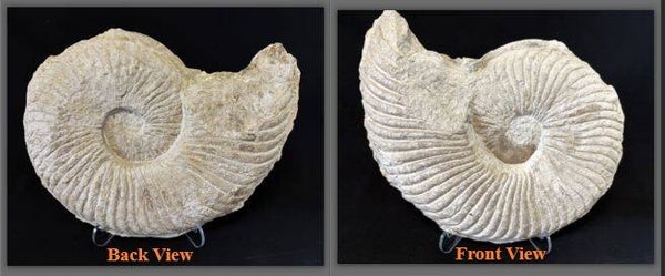 Oxytropidoceras 5