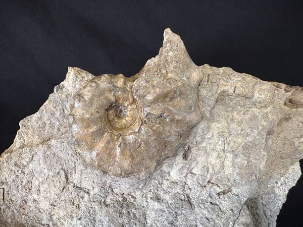 Texas Ammonite - Acanthoceras