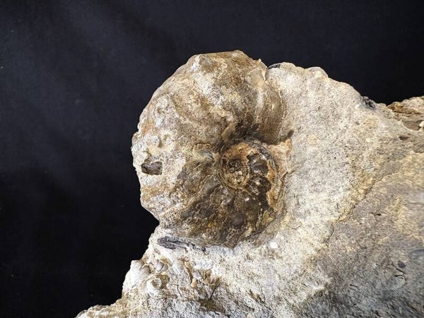 Texas Ammonite - Acanthoceras 1