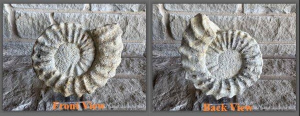Fossil Ammonite = Whole Mortoniceras 18