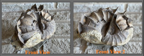 Fossil Ammonite - Whole Colinoceras 4