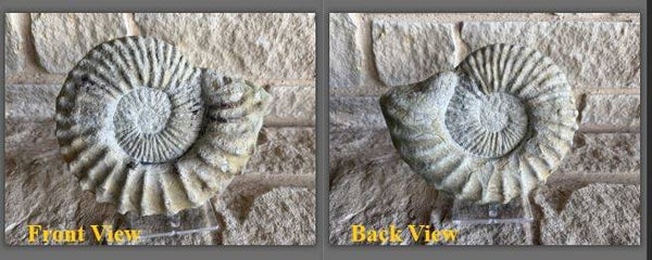 Fossil Ammonite - Whole Mortoniceras 1