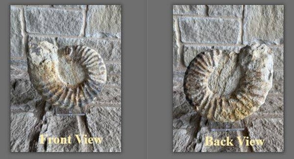 Fossil Ammonite - Whole Mortoniceras 22