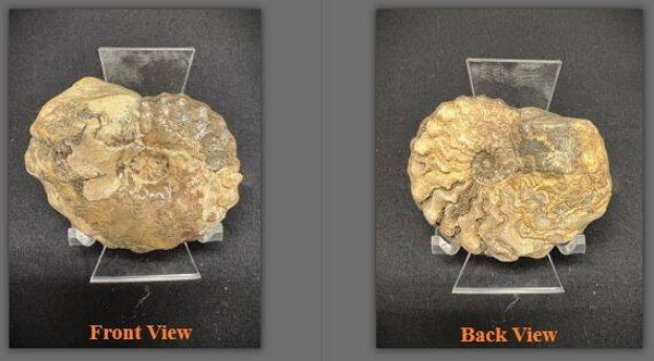 Fossil Ammonite - Whole Conlinoceras 21