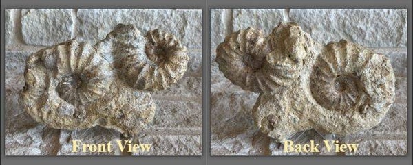 Fossil Ammonites - Texas Ammonite Group1