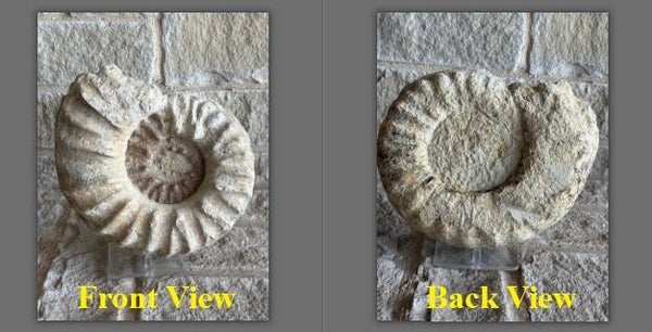 Fossil Ammonite - Whole Mortoniceras 26