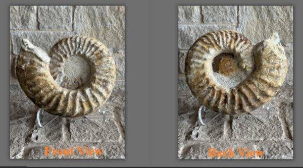 Fossil Ammonite - Whole Mortoniceras 25