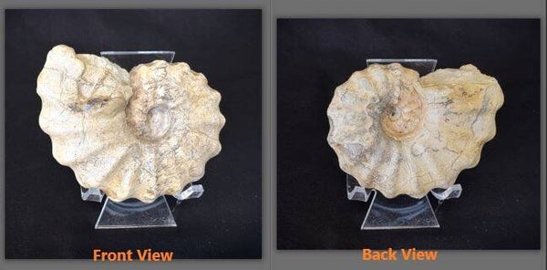 Fossil Ammonite - Whole Conlinoceras 14