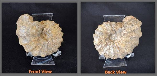 Fossil Ammonite - Whole Conlinoceras 22