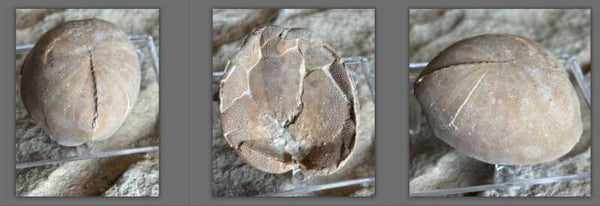 Echinoid - 14