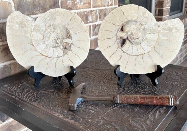 Eopachydiscus Ammonite B