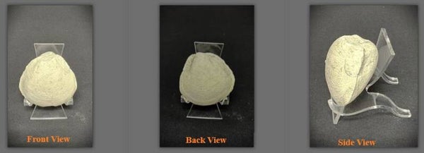 Fossil Clam 3