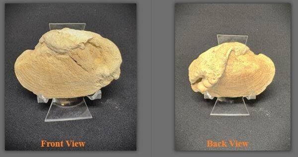 Fossil Clam 2