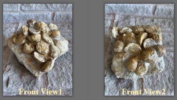 Echinoid 10 - Texas fossil Group