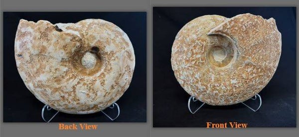 Fossil Ammonite - Whole Eopachydiscus T