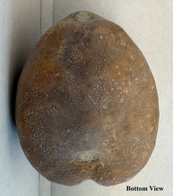Echinoid 2