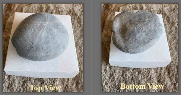 Echinoid 9