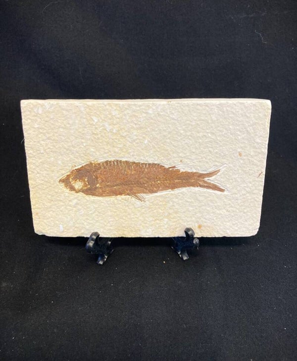 Fossil Fish 3