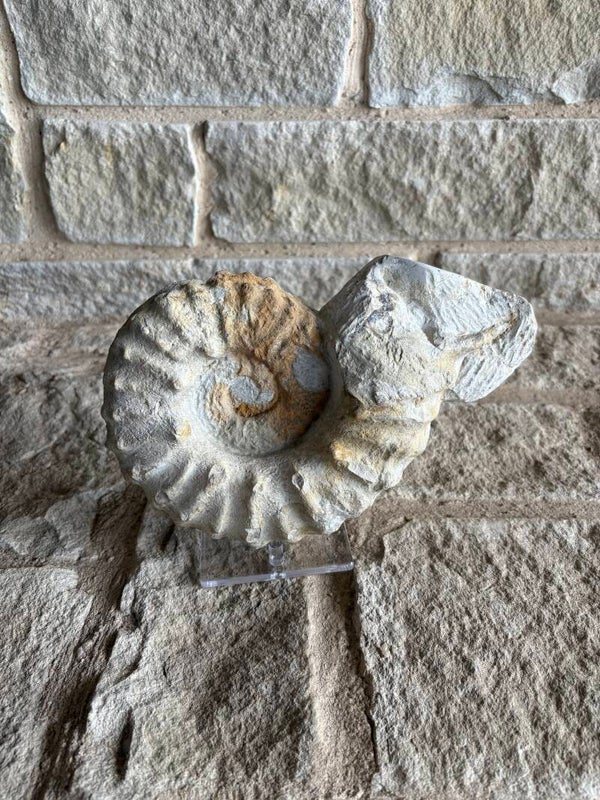 Fossil Ammonite - Whole Mortoniceras 6