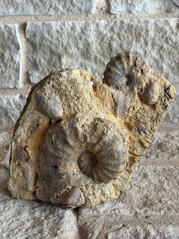 Fossil Ammonites - Texas Ammonite Group1