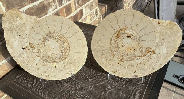 Eopachydiscus Ammonite 6
