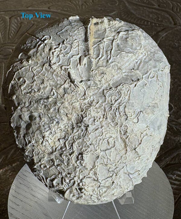 Echinoid 7