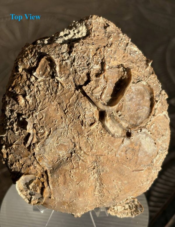 Echinoid 1