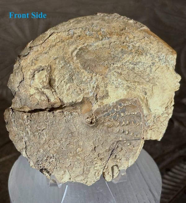 Ammonite - Metengonoceras dumbli