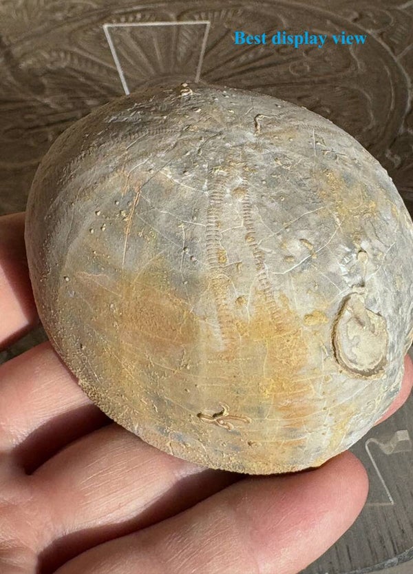 Echinoid 15